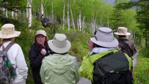 Parc national de la Gaspésie – Observation de l’orignal